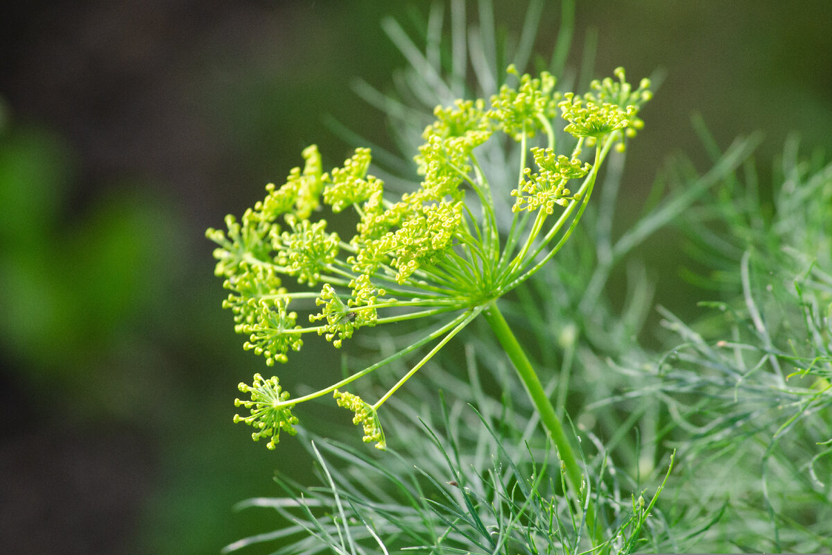 Укроп пахучий - Anethum graveolens. Укроп (Anethum). Фенхель зонтичные. Укроп--амброзия.