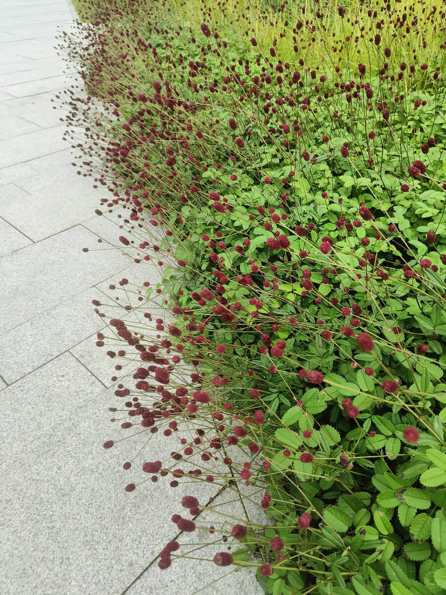 Низкие сорта кровохлебки могут быть отличным почвопокровным растением