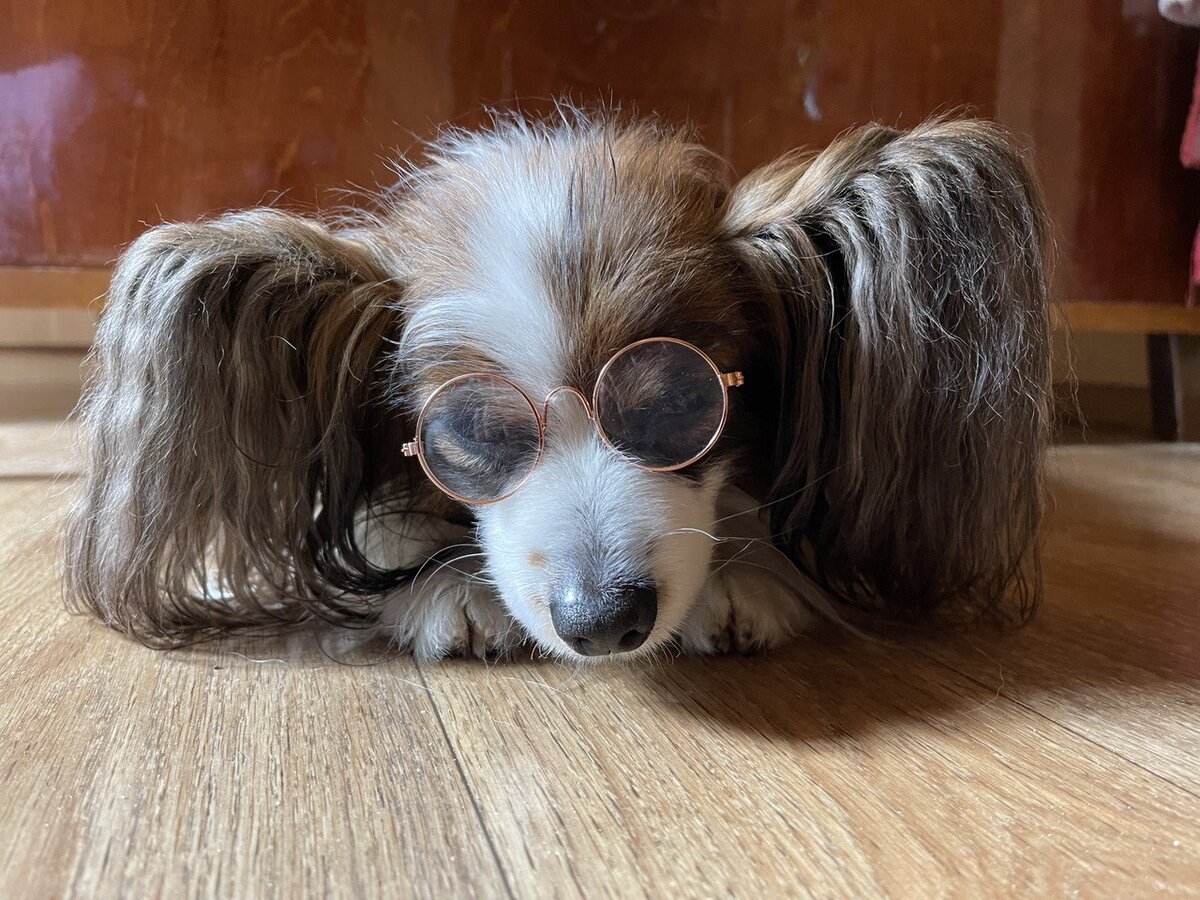 Смешная порода - папильон, выглядит совсем как игрушечный!