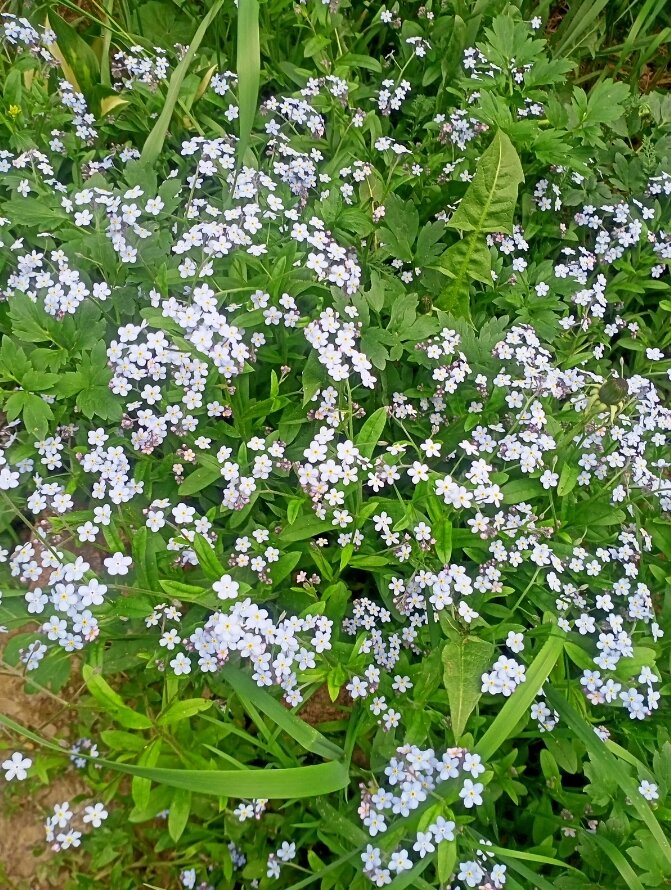 Теперь у меня поляна из незабудок. Мальчики, спасибо!