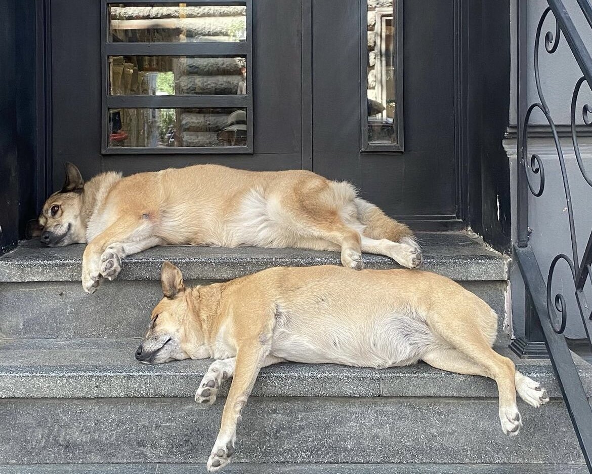 Это братья Уолсены