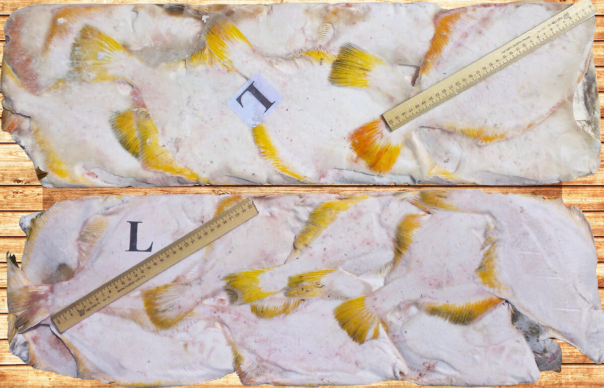 Камбала Ж/П НР «L», Yellowfin sole W/R, Limanda aspera, ООО «Витязь - Авто»
