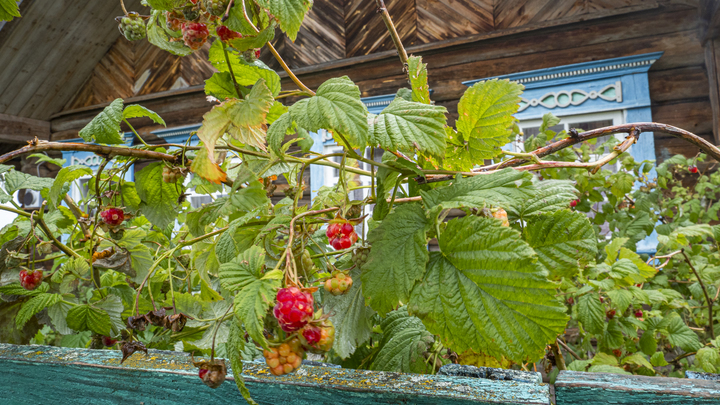 ФОТО: KONSTANTIN KOKOSHKIN/GLOBALLOOKPRESS