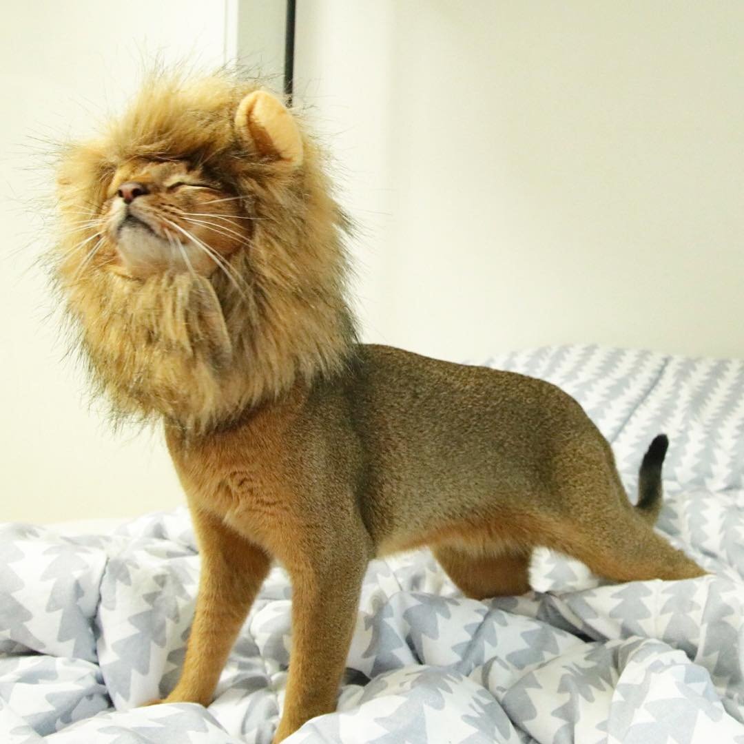 Ну, и чем я не лев?