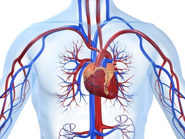 Коронарные артерии Сердце человека представляет собой очень сложный, тонко настроенный и чувствительный механизм, предназначение которого можно свести к одной функции – доставке необходимых для...