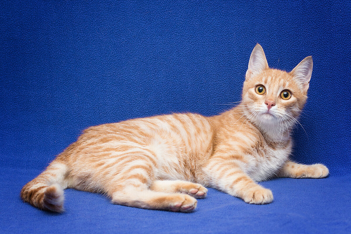 Абрикос очень ласковый с людьми. И с этой лаской идёт он к людям, не зная преград!