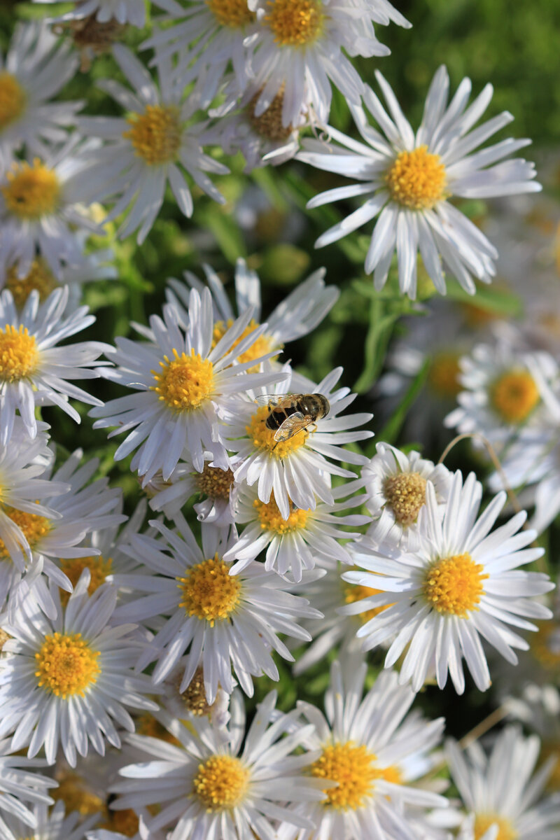 Астра Ромашковая Aster amellus