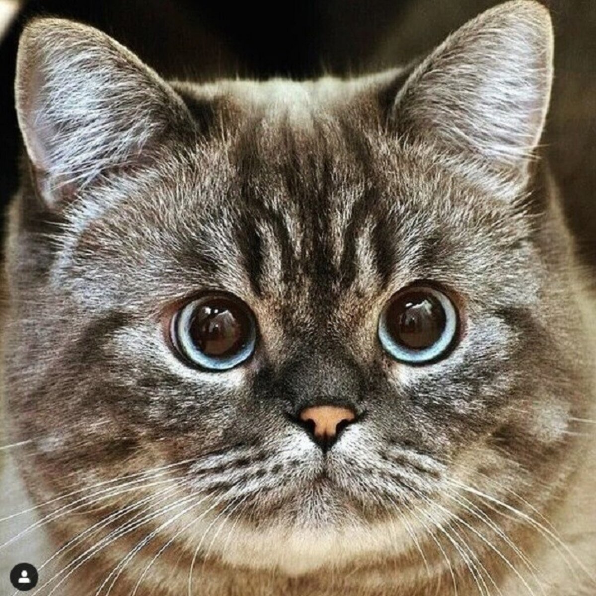 кот с круглыми глазами. рыжий вислоухий кот шотландец. чёрный кот с большими глазами. кот с круглыми глазами. киса с большими глазами.