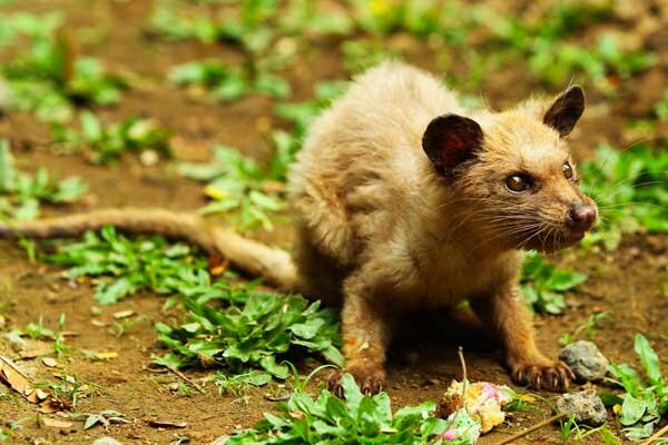  Зверек мусанг который есть кофейные зерна.