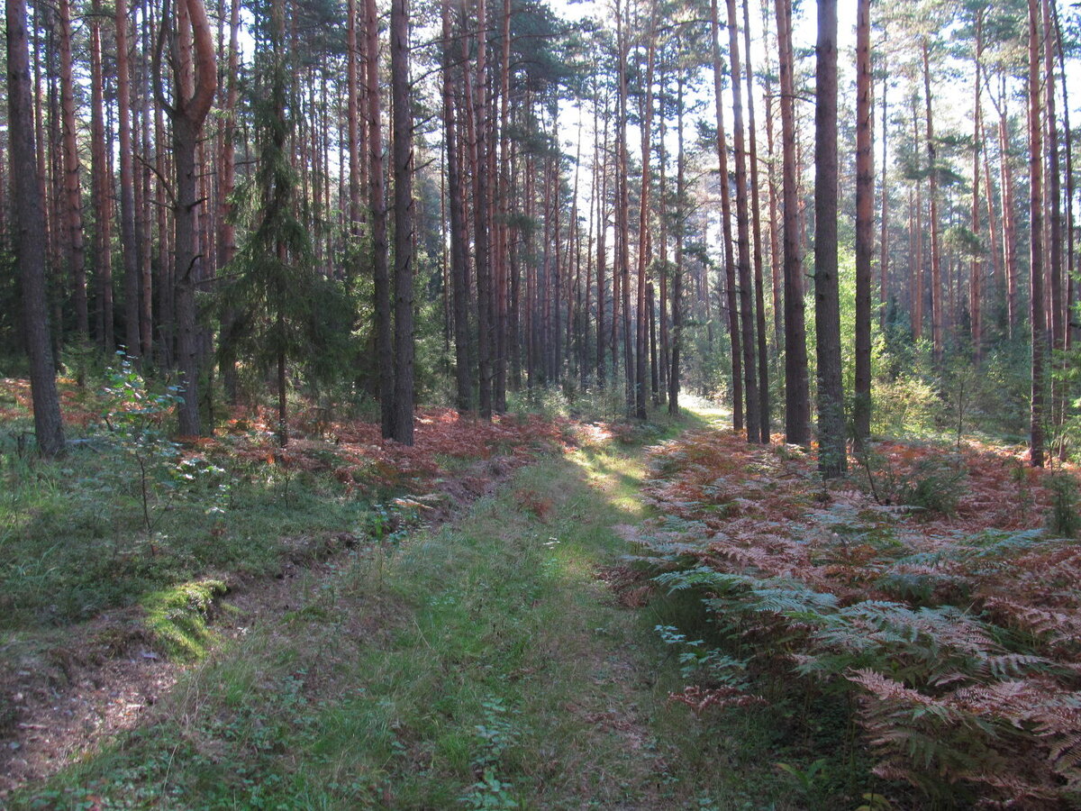 Запах леса. Запах в лесу. Вонючий лес. Что пахнет лесом.