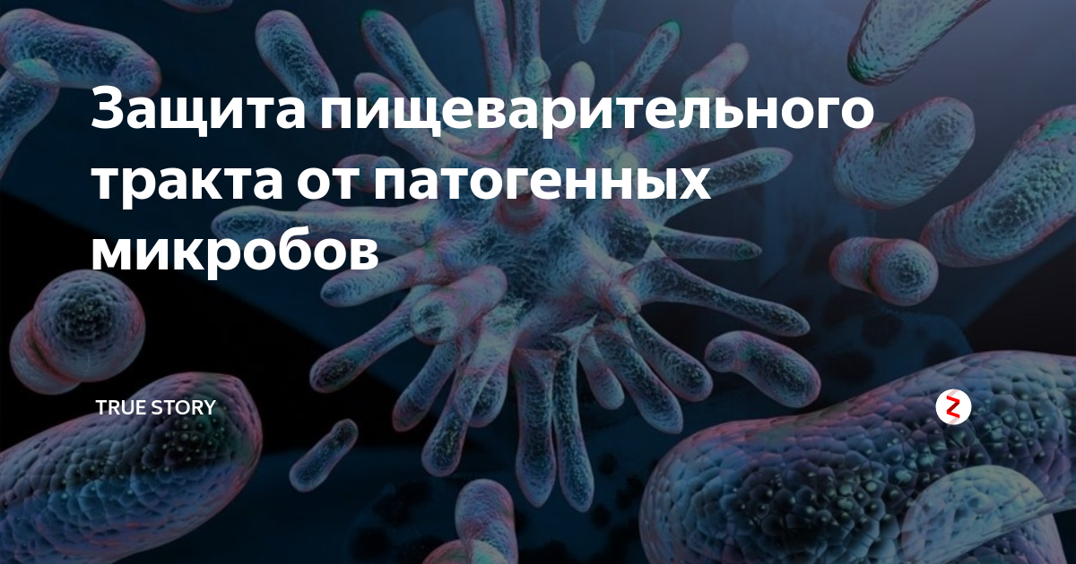 Болезнетворная бактерия 6. Болезнетворные бактерии. Патогенные микроорганизмы пищевых продуктов. Государственная коллекция патогенных микроорганизмов. Защита тонкого кишечника от патогенных микробов.