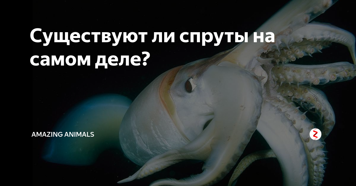 Существуют ли спруты на самом деле? | Amazing Animals | Дзен