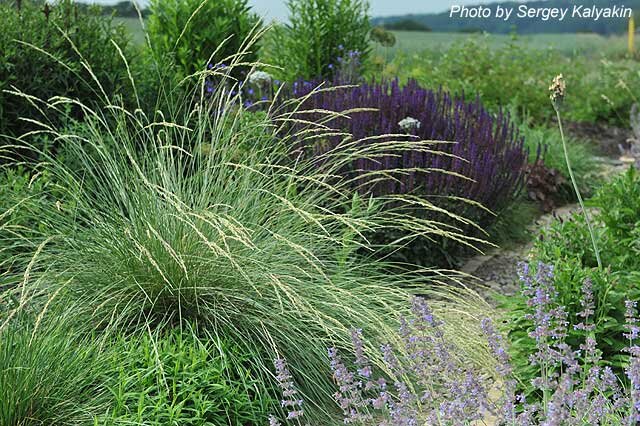 Овсяница Мэра (Festuca mairei)