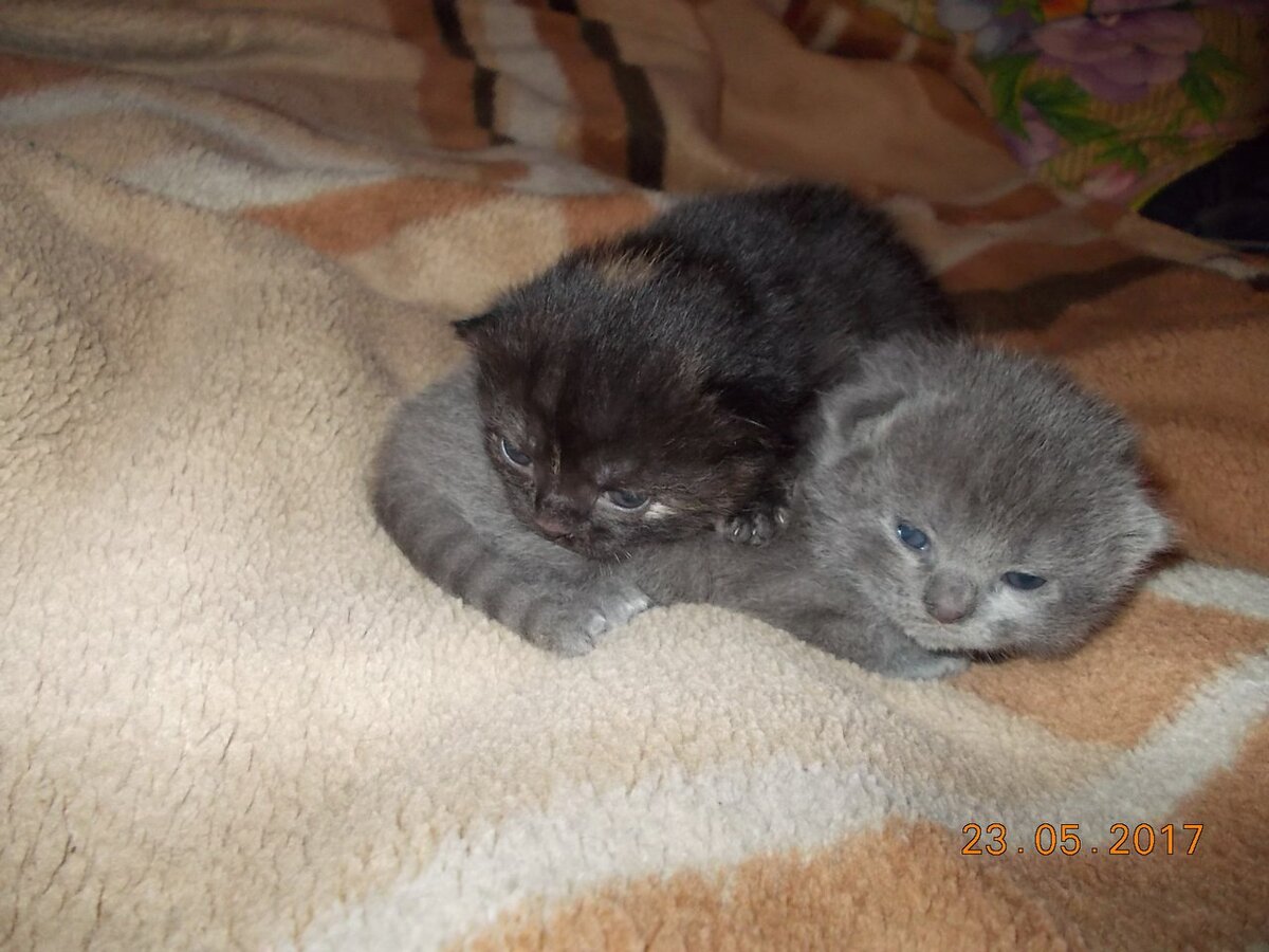 Мои любимчики- Муська и Толстун