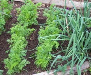 Морковь желательно сажать после произрастания на земле определенных культур. Лучшие предшественники: