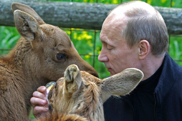 Путин с животными картинки