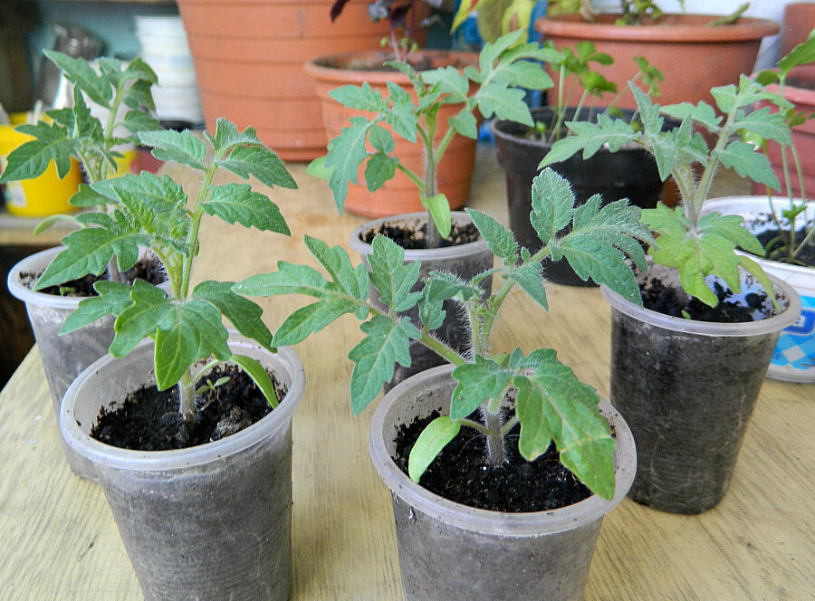 Крепкая коренастая рассада в отдельных стаканчиках