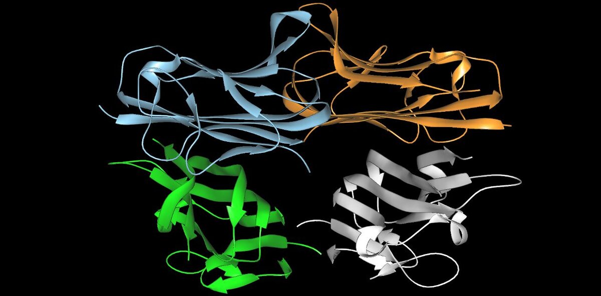 Молекула белка TNF-альфа (фактор некроза опухоли альфа)