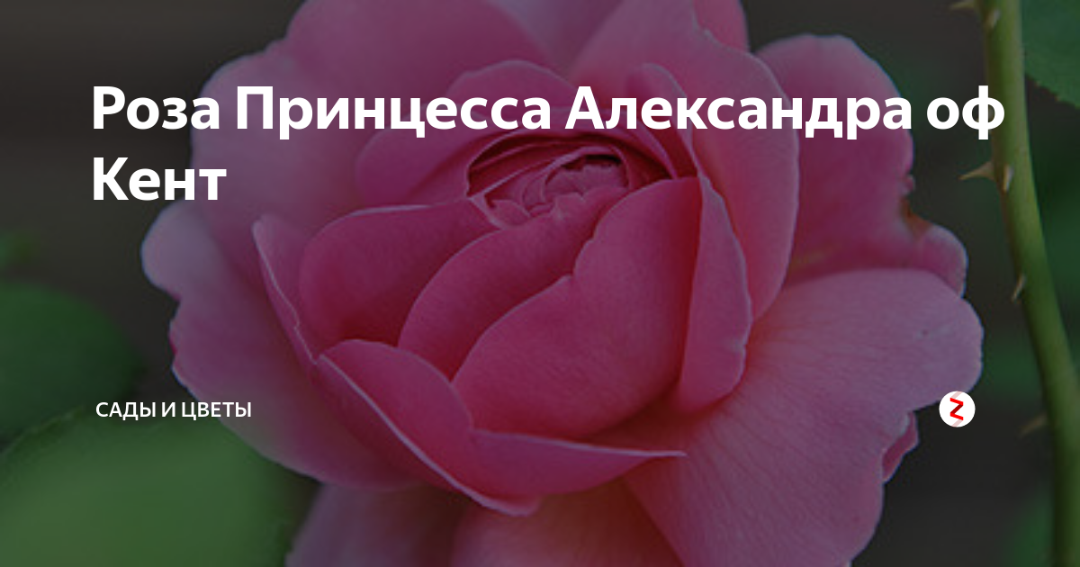 Роза Принцесса Александра оф Кент | Сады и цветы | Дзен