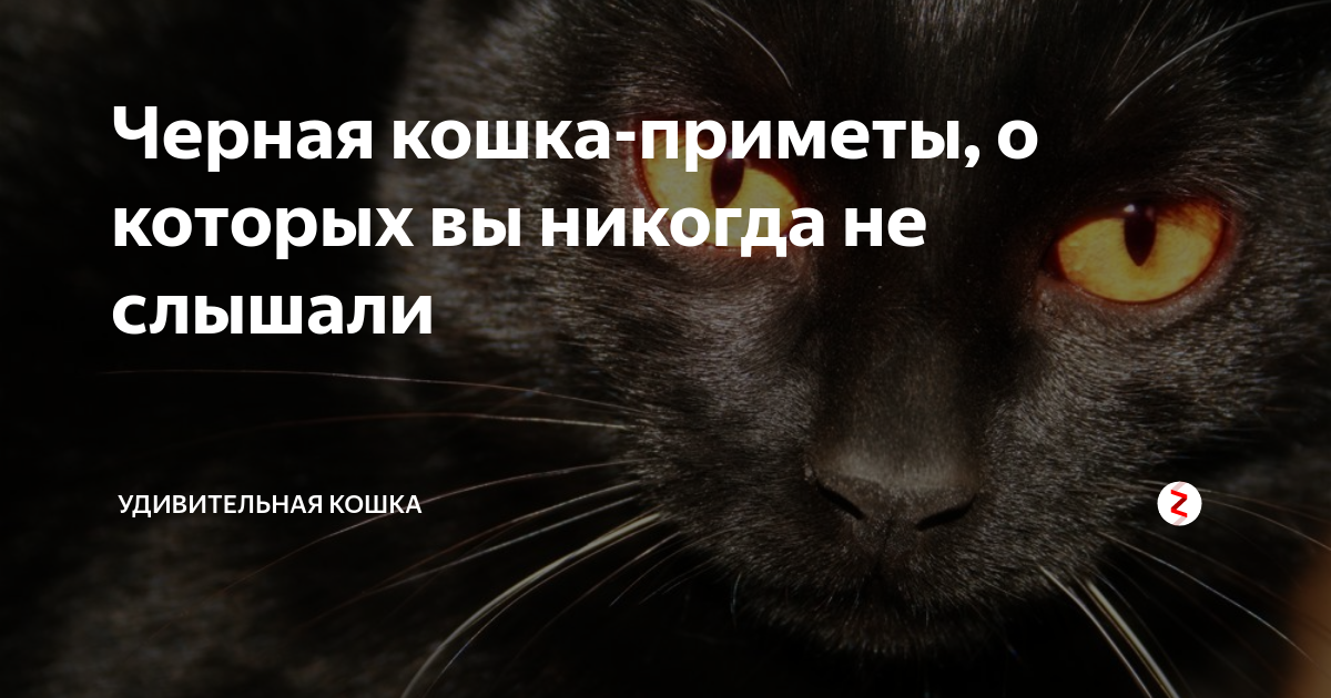 Приметы про черную. Черная кошка примета. Приметы про кошек. Суеверия о кошках. Интересные суеверия о кошках.