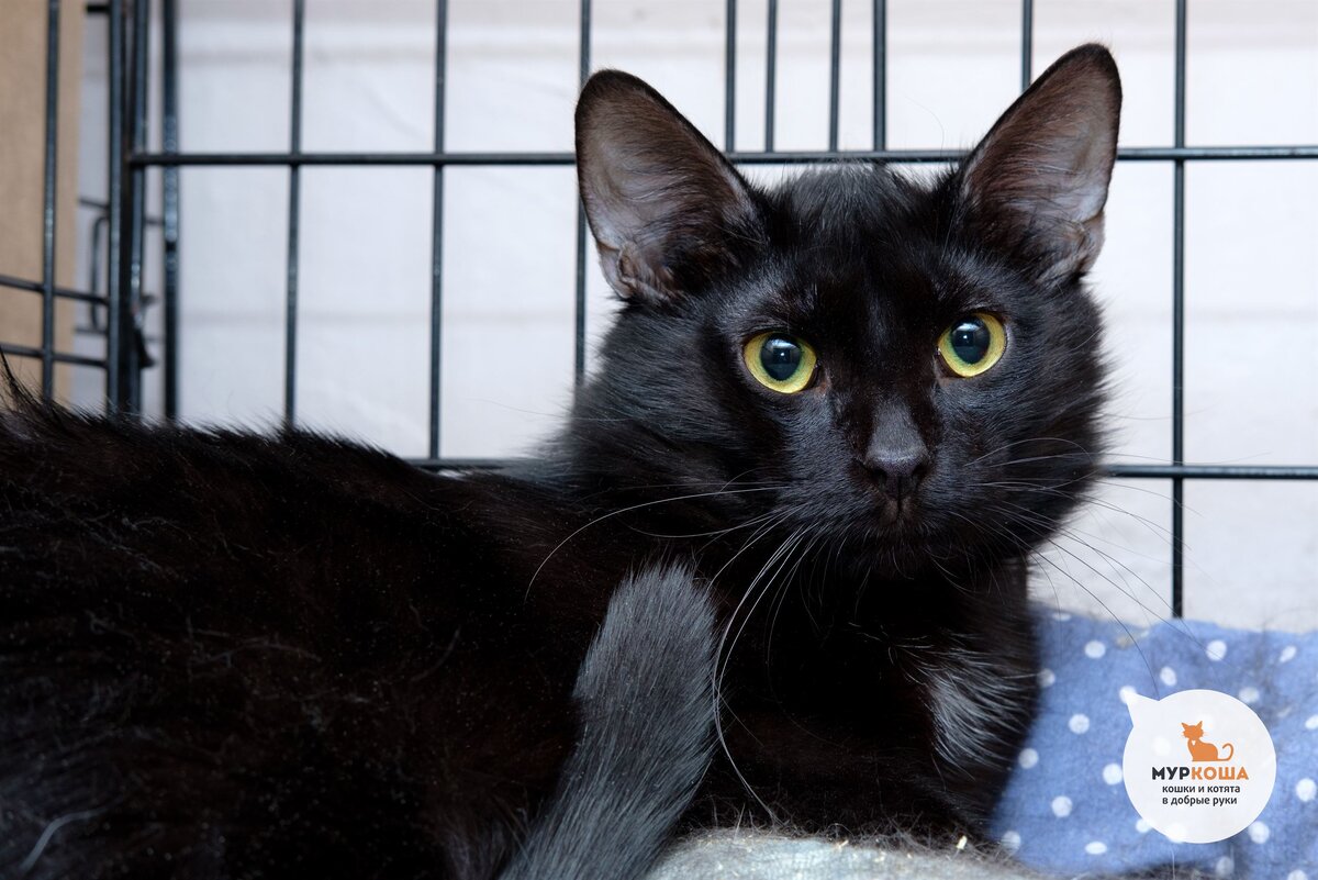 Котенок был найден на улице, где все трудности он переживал  самостоятельно, несмотря на юный возраст. Оказавшись в приюте, Барни  совершенно точно чувствует облегчение, ведь опасности и голод теперь  позади. Для тех, кто ценит покой и сдержанные отношения, Барни самый  подходящий кандидат. 