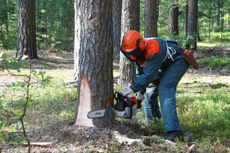 Как спилить дерево: процесс шаг за шагом. Инструкция от Petzl