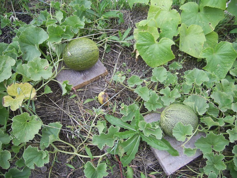 Можно сажать арбуз и дыни рядом. Дынная бахча. Туркменистан,дыни, бахчи. Арбуз в огороде. Дыня в огороде.