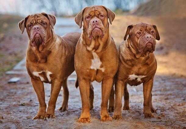 25 Самых крупнейших пород собак на Земле | Наука. Грани реальности | Дзен