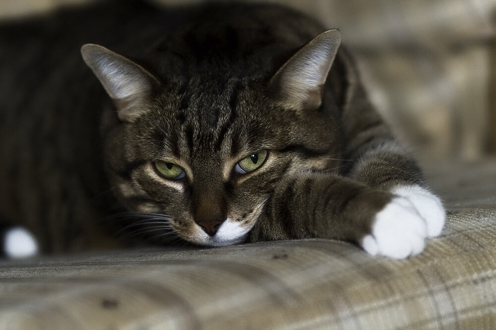    К сожалению всех владельцев кошек, эти животные тоже болеют – точно так же, как и люди. Они, например, могут чихать, порой появляется столь неприятный симптом, как слезящиеся глаза.