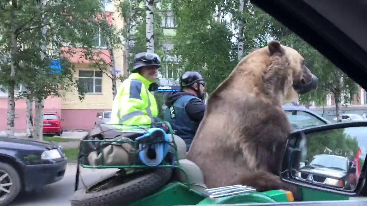 Медведь на мотоцикле на шоссе