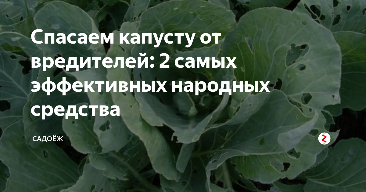 Обработать капусту от вредителей. Средство от вредителей капусты. Средство для обработки капусты от вредителей. Опрыскивание капусты от вредителей.