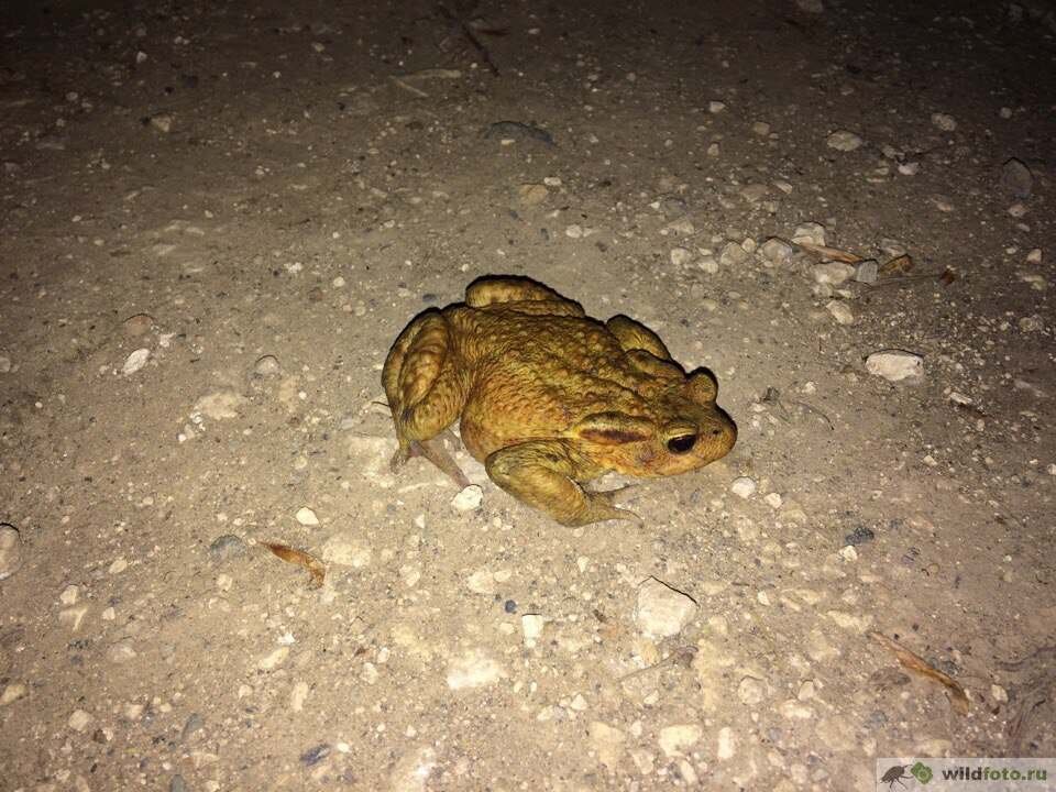   Кавказская жаба или колхидская жаба (Bufo verrucosissimus) — самое  крупное земноводное не только Краснодарского края и Адыгеи, но и России.-2