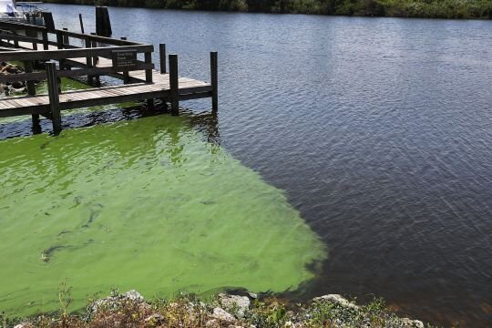  Смертоносные водоросли во Флориде