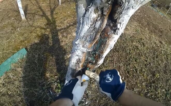 Как заделать дупло в плодовом дереве с помощью монтажной пены