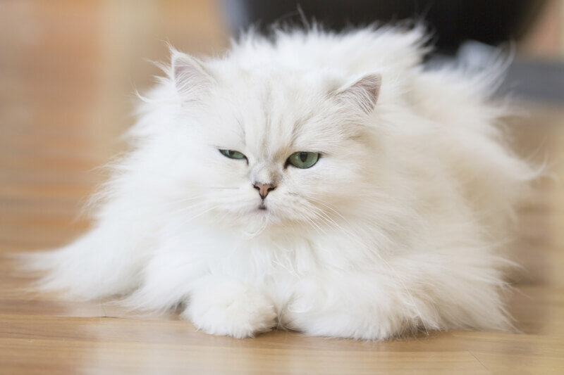 Персы - самые пушистые коты | Коты, кошки и котята | Дзен