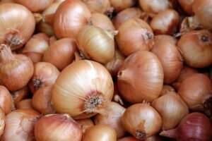 Качественный посевной лук дает богатый урожай