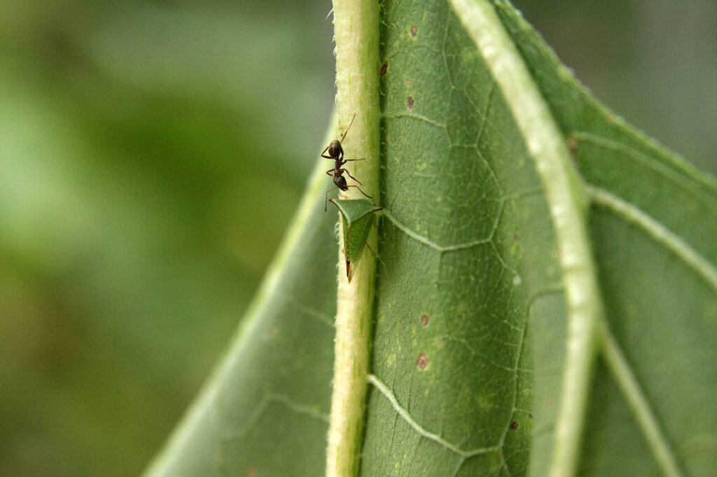 Горбатка-буйвол или бодушка бизонья (Stictocephala bubalus). Фото: Андрей Помидорров. Снято в Краснодаре