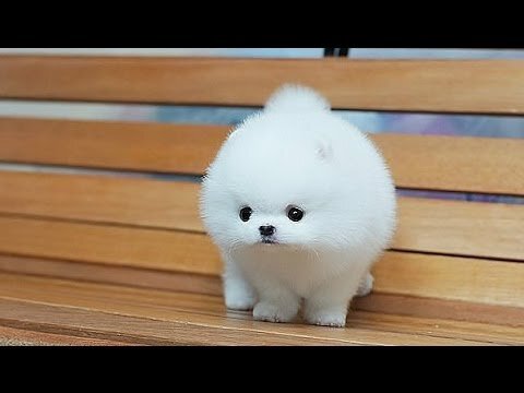 А вы любите собачек 