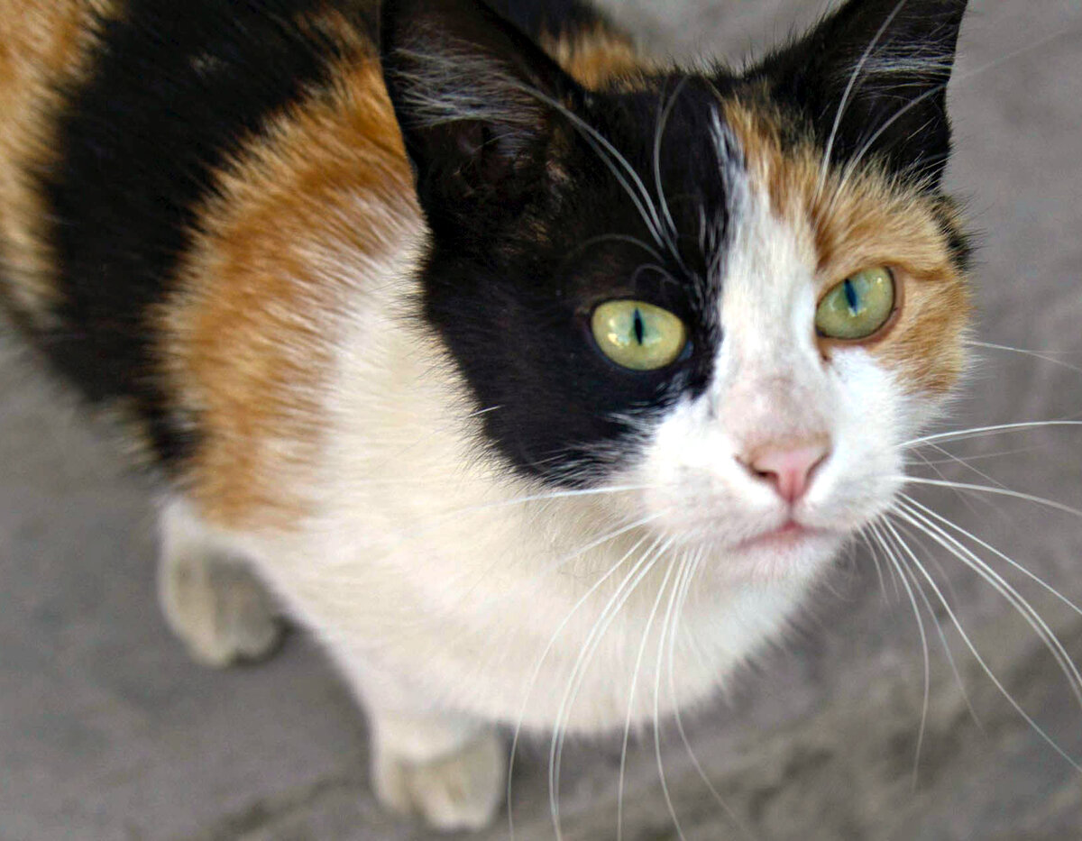 Бывают ли трехцветные кошки. Трехшерстная кошка порода. Трехцветный кот. Анатолийская кошка трехцветная. Окрас Калико у кошек.