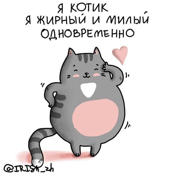 Я котик жирный и милый одновременно
