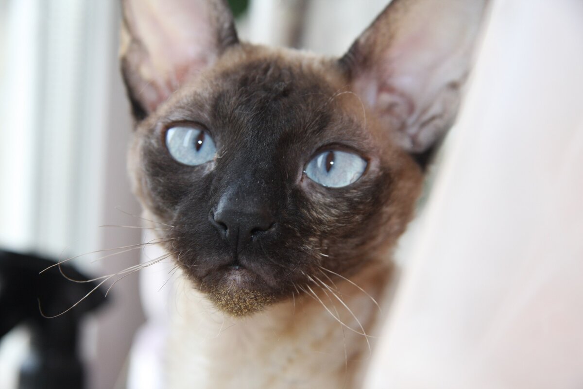 Провел сегодня со своей кошкой Соней - на фото - сеанс ППР. Был такой предмет у нас в Военном Институте тридцать лет назад: "партийная политическая работа", пока КПСС не отменили. Курсанты, недолюбливая этот предмет, окрестили его "по.....дели, по....дели, разошлись". Филологи-лингвисты, могли сочно приложить:-)  Так вот, поймал я свою кошку - очаровательного вида корнишрекса, на ощупь чистый велюр! - когда она покинув свое укрытие в одежном шкафу, бодро и беззаботно шлепала по дороге к миске с кормом, посадил перед собой на стул и давай проводить с ней эту самую политическую беседу. Мол, кто разодрал пакетик с таранькой и сожрал из него всю рыбу? Кто вылакал потом чай из моей кружки?? Кто раскидал по полу чипсы, а половину из них нагло понадкусывал? Кто шарится по ночам по большому обеденному столу, когда я на нем специально поставил табличку и крупными русскими буквами написал: "Кошкам вход воспрещен!"?? Ты что, читать не умеешь? В интеллигентной семье живешь: мама - доктор, папа - писатель, могла бы уже и подучиться!.. Чего ты всю ночь шастаешь, людям спать не даешь, велюровый комок шерсти?? Почему я среди ночи должен вскакивать в холодном поту, чувствуя, что кто-то на меня уселся и с хрустом вылизывается? Ты понимаешь, что такое правила общежития? Или тебе снова объяснить? Смотри на меня, на меня смотри! Ишь, глаза она отводит!
В общем, разглагольствовал минут пять... Уже не смотрю на кошку, машу руками, жестикулирую. Вдруг слышу голос: "Ну ты закончил? Все? Поесть можно?" Вздрагиваю. Гляжу на кошку. Она на меня. Надо сказать, смотрит прямо таки с убедительным укором. 
"А? - говорю ей несколько растерянно. - Чего?" 
"Я говорю, у вас закончилась воспитательная беседа? - из-за моей спины спрашивает жена. - Я могу спокойно поужинать?" 
В общем, кошка слезла со стула и пошла по своим делам. Жена села на стул и занялась ужином, а я облегченно вздохнул: "Не послышалось..." 
Кошка носом в миску ткнула, на меня посмотрела, мол, чего заснул? Насыпал этой усатой морде побольше корма. Смотрю на нее и думаю: "Ты только со мной разговаривать не вздумай вслух. А если уж это и неизбежно должно когда-нибудь произойти, давай оттянем этот момент как можно дольше..." :-)
 