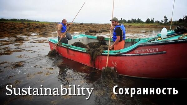 Я, Линда Хаммонс, вице-президент департамента контроля за качеством и нормативной документацией NSP.