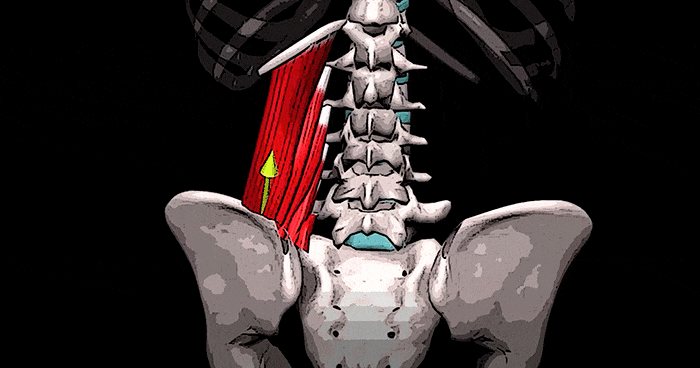 Квадратная мышца. Квадратная поясничная мышца анатомия. Musculus Quadratus Lumborum. Квадратная мышца поясницы анатомия функции. Мышцы спины анатомия квадратная мышца поясницы