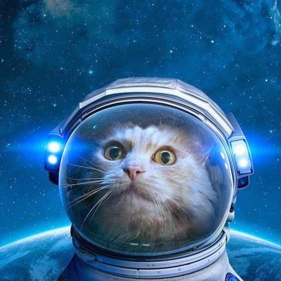 Таких кошек вы ещё не видели!