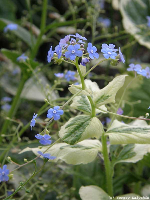 Бруннера: куда посадить и как ухаживать | Сады и цветы | Дзен