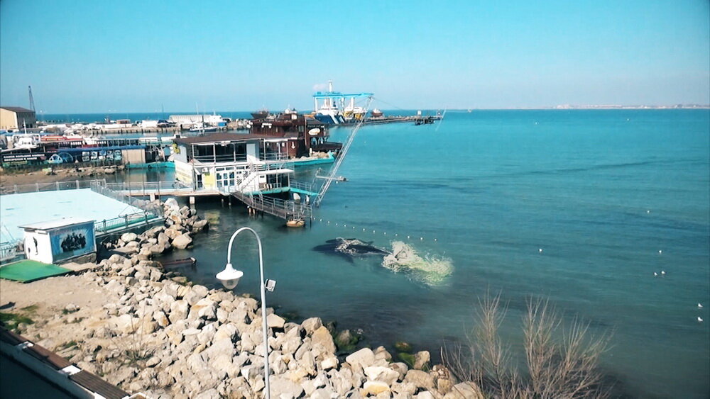 Киты плещутся у берега города Анапа.