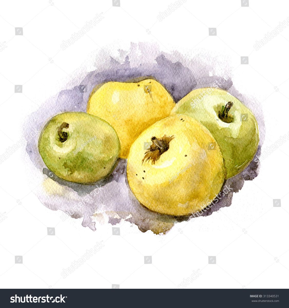 Этюд фруктов акварелью яблоки