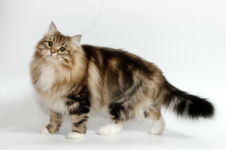 Сибирская кошка