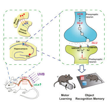 Мыши улучшают память под солнцем
