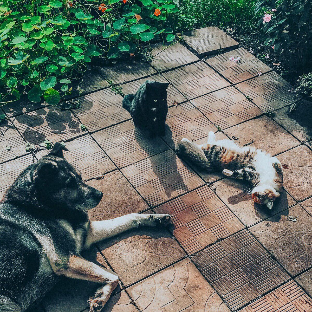 Мухтар и наши девочки